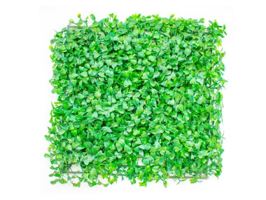 izole suni çim, yeşil çim. doğal arka plan dokusu