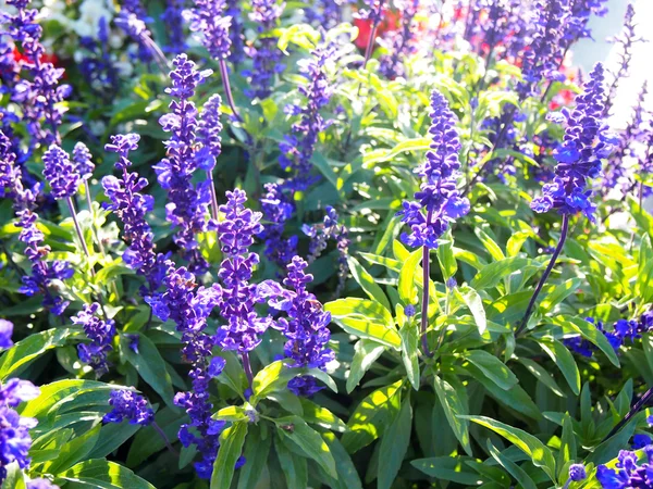 Mor lavanta çiçekleri Tonsberg şehir limanında yakınındaki