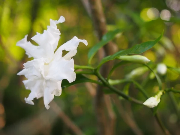 Fiore bianco nel bosco — Foto Stock
