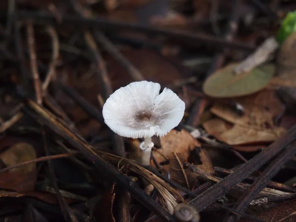 Wilder Waldpilz in den Wäldern Thailands — Stockfoto