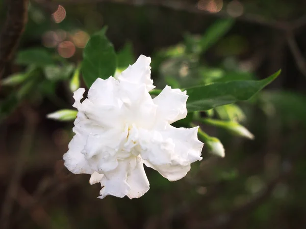 Biały kwiat w lesie — Zdjęcie stockowe