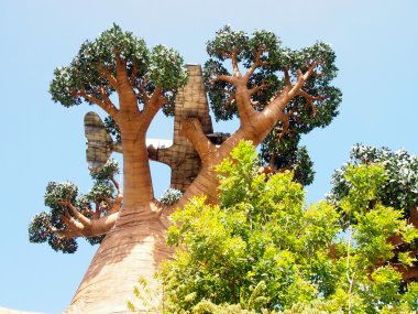 Madagaskar ağaç Universal Studio, Singapur