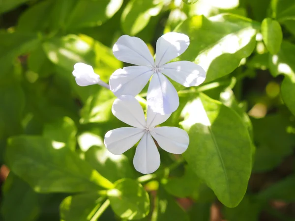 Biały kwiat tropikalnej w sentosa, Singapur — Zdjęcie stockowe