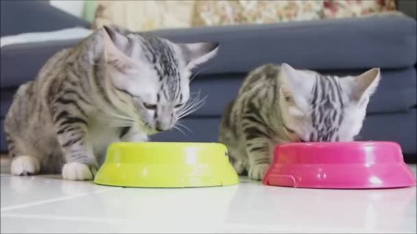 Niedliche zwei Baby gestromte amerikanische Kurzhaar-Kätzchen essen zusammen — Stockvideo