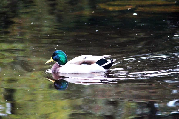 Pato flutuante, pato a flutuar nas águas da lagoa — Fotografia de Stock