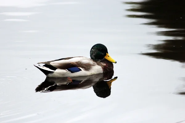 Pato flotante, pato flotando en las aguas del estanque —  Fotos de Stock