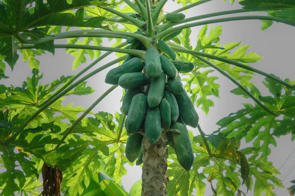 Lots of raw papaya on the papaya tree