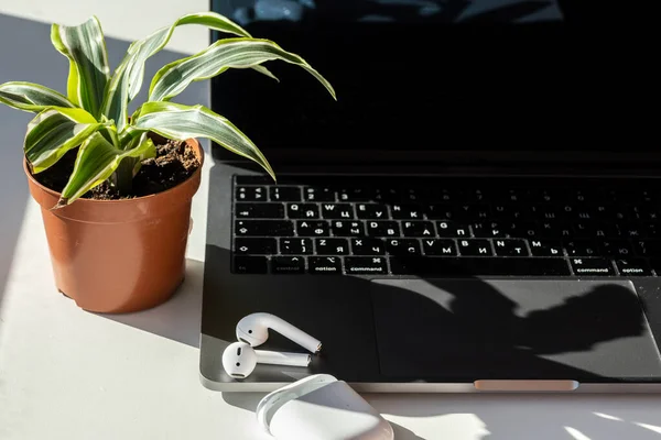 A desktop with a laptop, headphones, and a plant. Business morning.