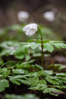 Life in the forest. The first spring flowers in the forest after winter.