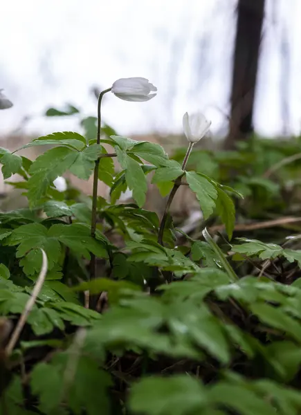Life in the forest. The first spring flowers in the forest after winter.