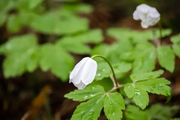 Life in the forest. The first spring flowers in the forest after winter.