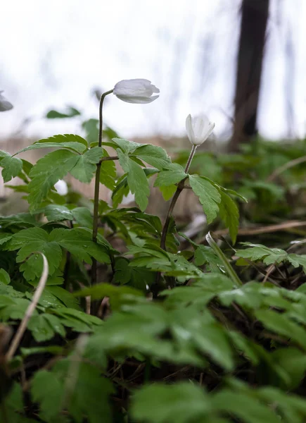 Life in the forest. The first spring flowers in the forest after winter.