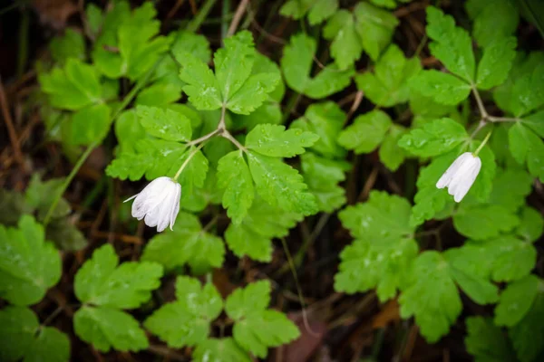 Life in the forest. The first spring flowers in the forest after winter.