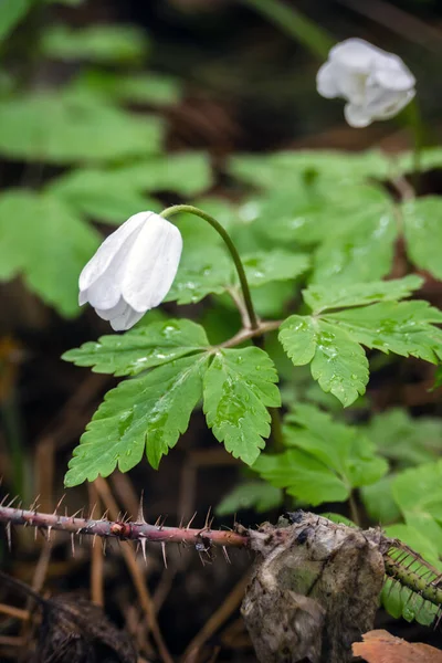 Life in the forest. The first spring flowers in the forest after winter.