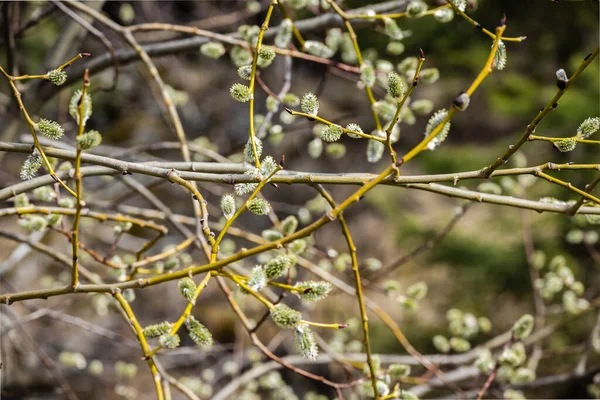 Branches with buds on a spring tree.