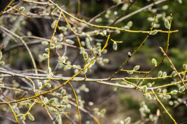 Branches with buds on a spring tree.