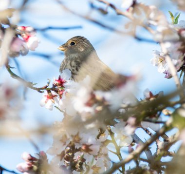 Çiçek açan bir badem ağacındaki kuş, ayakta duruyor ve manzaraya bakıyor, yan görünüş, seçici odak