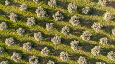 Aerial view of olive trees forming a pattern of perpendicular lines realized with drone clipart