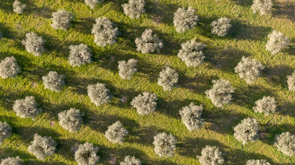 Aerial View Olive Trees Forming Pattern Perpendicular Lines Realized Drone — Stock Photo, Image