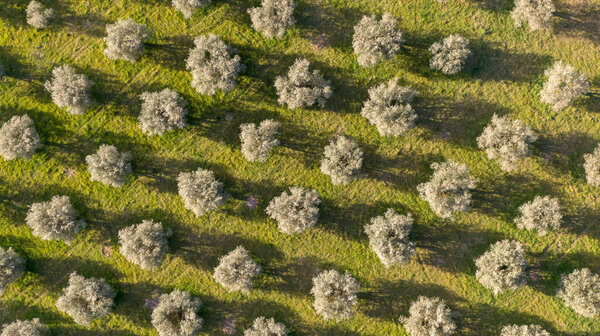 Воздушный вид оливковых деревьев, образующих структуру перпендикулярных линий, реализуемых с помощью дрона