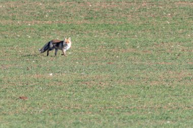 Fotokopi alanı olan yeşil mısır gevreği tarlasında güzel bir tilki.