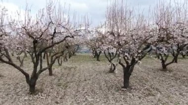 Güzel badem ağaçları arasında yavaş drone görüntüsü