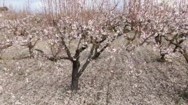 Güzel badem ağaçları arasında yavaş drone görüntüsü