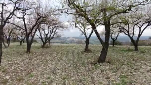 Vistas Lentas Drones Entre Hermosos Almendros Florecientes — Vídeo de stock