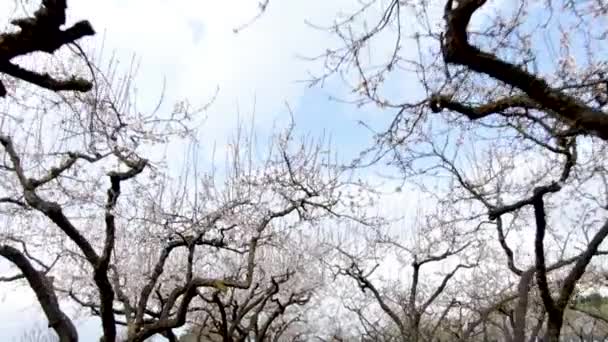 Vistas Lentas Drones Entre Hermosos Almendros Florecientes — Vídeo de stock