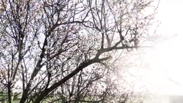 Langzaam Uitzicht Drone Tussen Prachtige Bloeiende Amandelbomen — Stockvideo