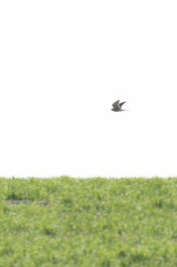 Seçici odak ve kopyalama alanı olan yeşil bir mısır gevreği alanının üzerinde uçan kuş, dikey, yatay