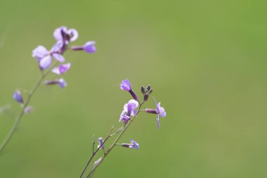 Kopyalama alanı için yeşil arkaplanı ve alanı bulanık mor çiçekler