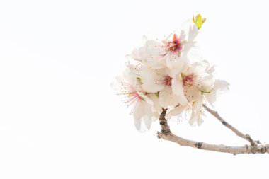 Çiçek açan badem dalı detaylar ve manzara biçiminde beyaz arkaplan