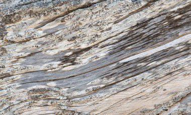 texture of old weathered wood with cracks and crazing and a bit of moss