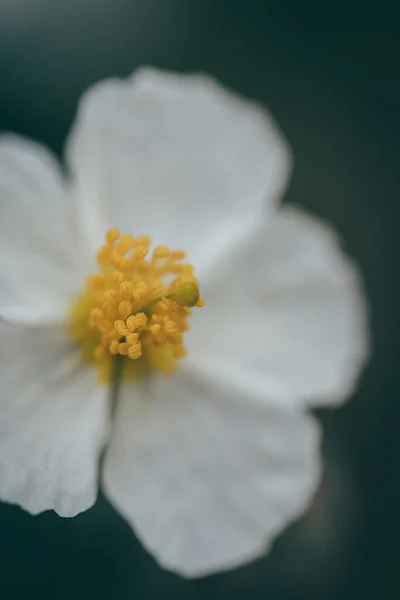 Anterlerin sarı ayrıntıları, damga, pistil ve beyaz yapraklı bir çiçeğin lifleri. Dikey