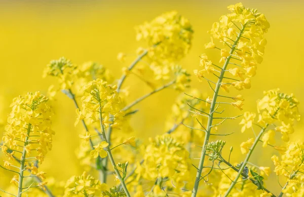 Yellow Flowers Oilseed Rape Field Yellow Background Very Out Focus — Stock Photo, Image