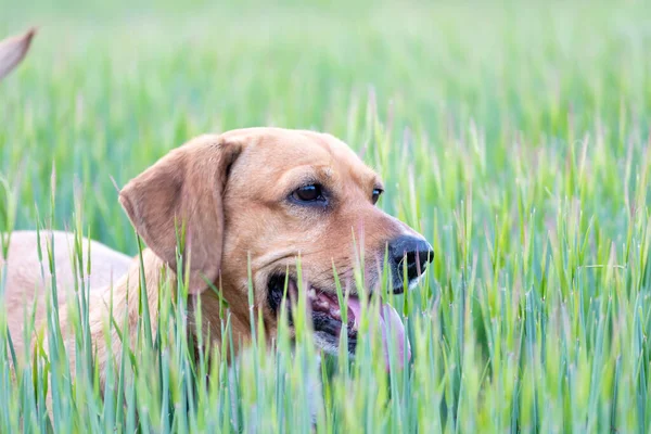 Yeşil bir mısır gevreği tarlasında kahverengi bir köpeğin yakın çekimi.