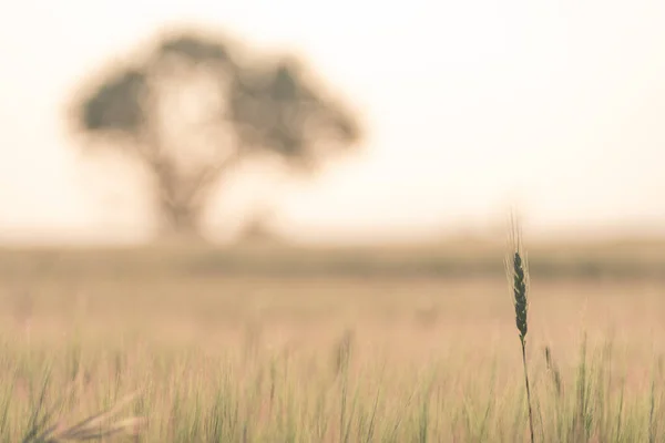 麦の耳の前景を持つ穀物畑で 木は背景に焦点を当てていません 暖色系 — ストック写真