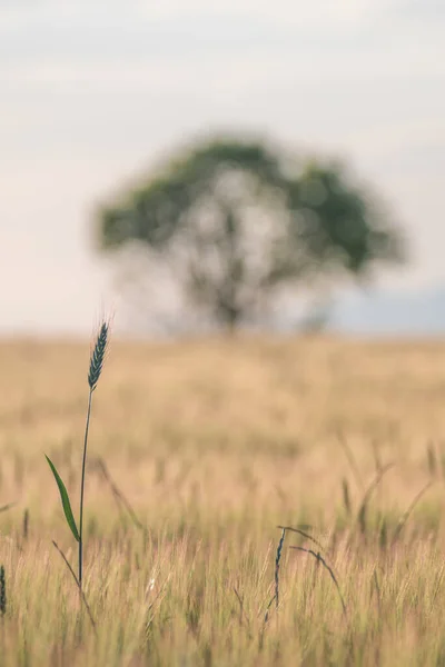 Getreidefeld Mit Einer Getreideähre Vordergrund Und Einem Baum Hintergrund Der — Stockfoto