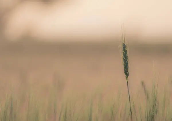 Obilné Pole Popředím Pšeničného Ucha Rozostřeným Stromem Pozadí Teplé Barvy — Stock fotografie