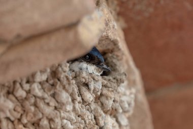 Yuvasına tünemiş bazı fayansların altında, yuvasından dışarı bakan bir yudum