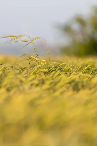 大麦の畑から突き出た穀物の緑の耳垂直 — ストック写真