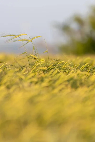 Green Ears Grain Sticking Out Barley Field Vertical — Stock Photo, Image