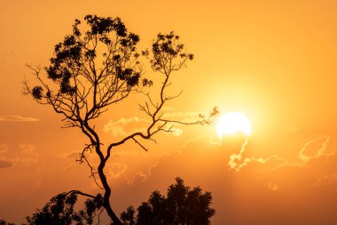 Bulutlu bir gün batımı, altın saatinde, ön planda bir ağacın silüetiyle. Afrika savanasına benzeyen bir görüntü, manzara.