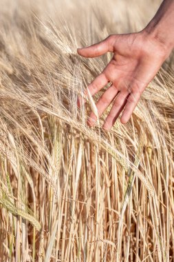 Elleri nazikçe okşayan altın sarısı, olgun mısır gevreği kulakları, dikey görüntü.