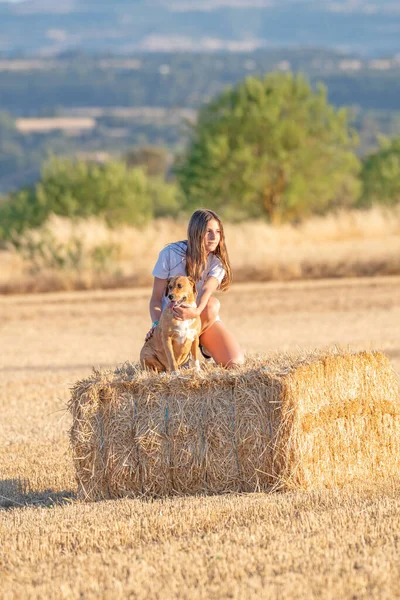 Şort ve beyaz tişört giyen, hasat edilmiş mısır gevreği tarlasının ortasında bir saman balyasının üstünde köpeğe sarılan sarışın Latin bir genç kız..