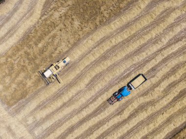 Tahıl tarlası ve mavi traktör hasat eden sarı bir dron görüntüsü var. Traktörün römorku var.
