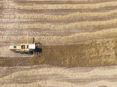 Tahıl tarlasında hasat toplayan sarı bir hasatçının hava aracı görüntüsü. Saman satırlarının görüntüsü.