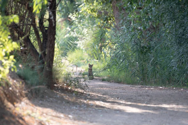 Nice Gray Striped Cat Middle Road Surrounded Trees Green Reeds — Stock Photo, Image