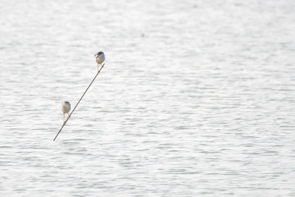 Pássaros Das Zonas Húmidas Empoleirados Voando Lago Reserva Natural — Fotografia de Stock